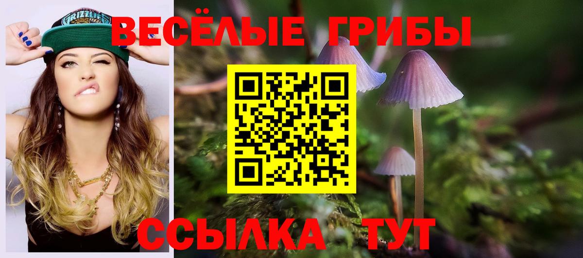 Псилоцибиновые грибы Psilocybe Нальчик